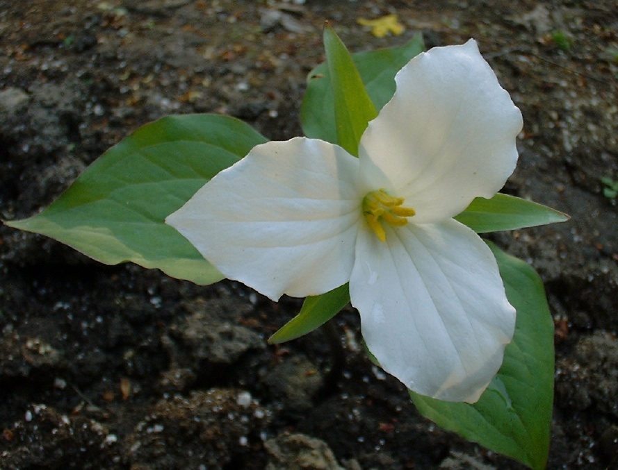 Scientific Name For Large Flowered Trillium